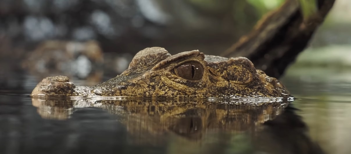 Crocodile as one of most dangerous species in Amazon Rainforest