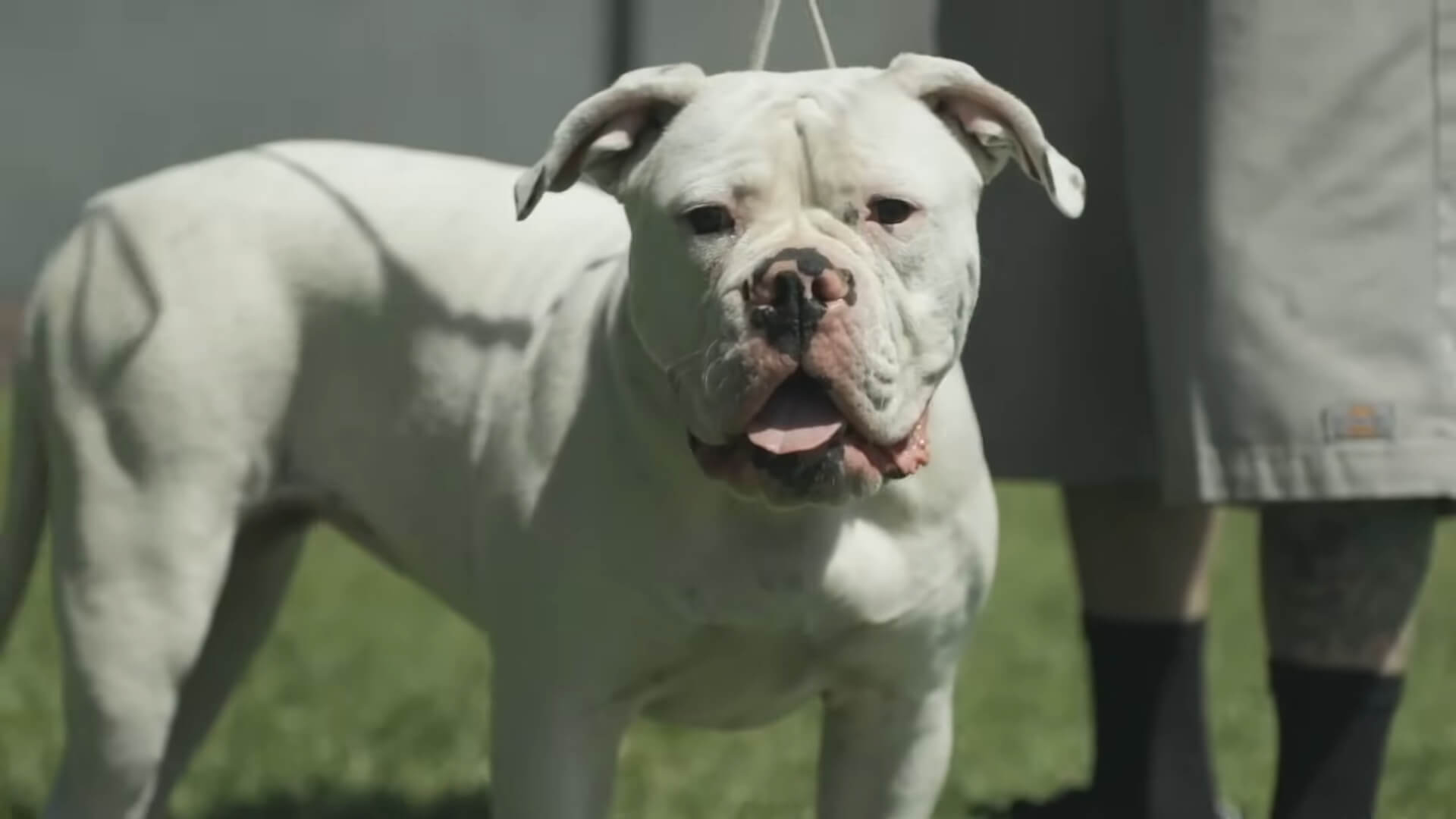 A white American Bulldog on a leash