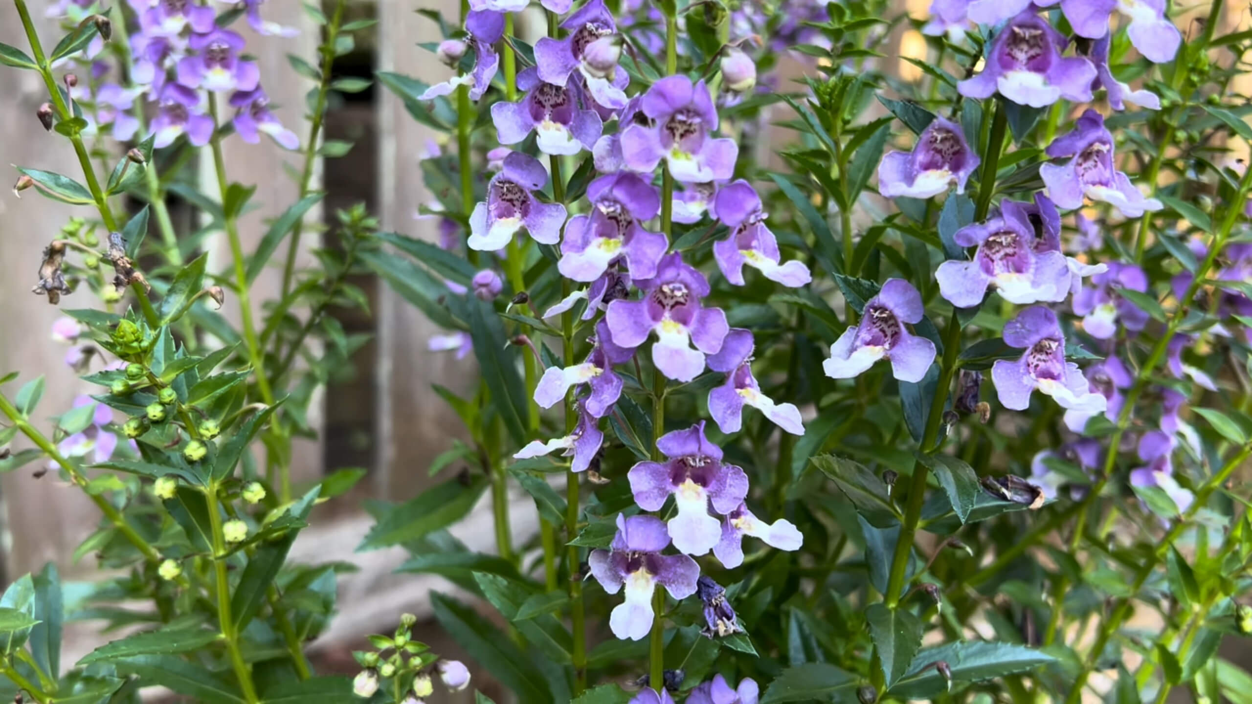 Purple Angelonia flower in the garden