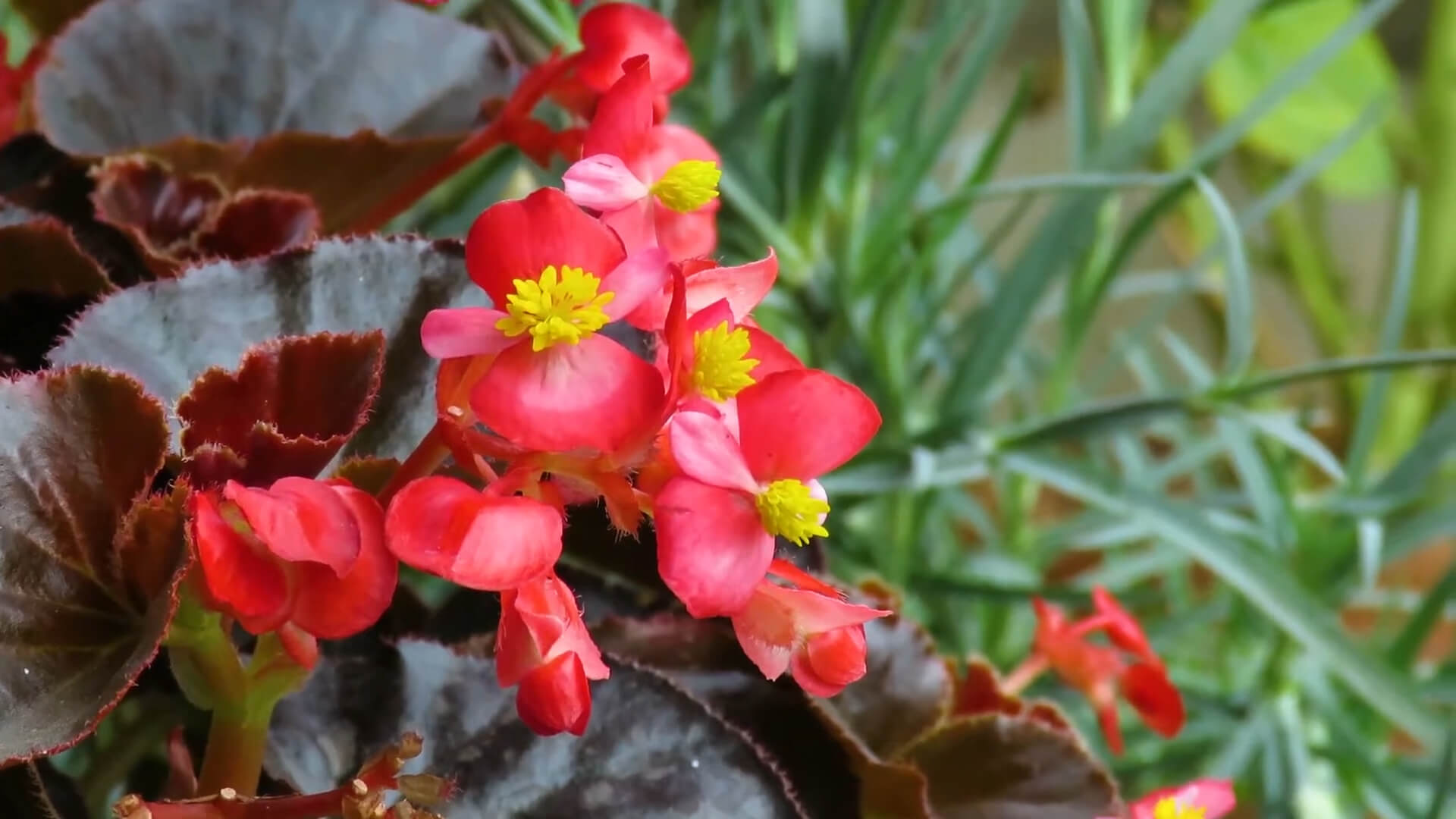 Begonia Flower