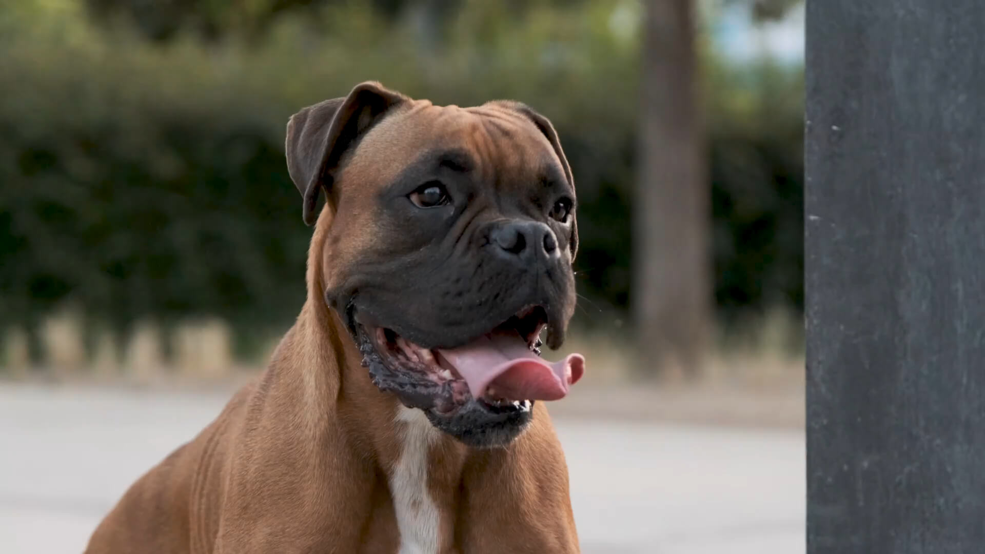 An energetic Boxer dog