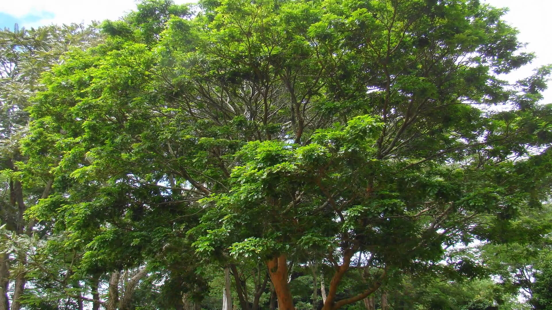 Brazilwood Tree