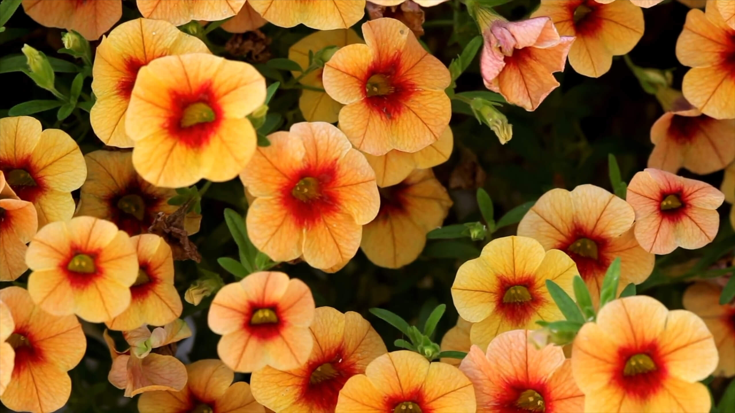 Calibrachoa Flowers