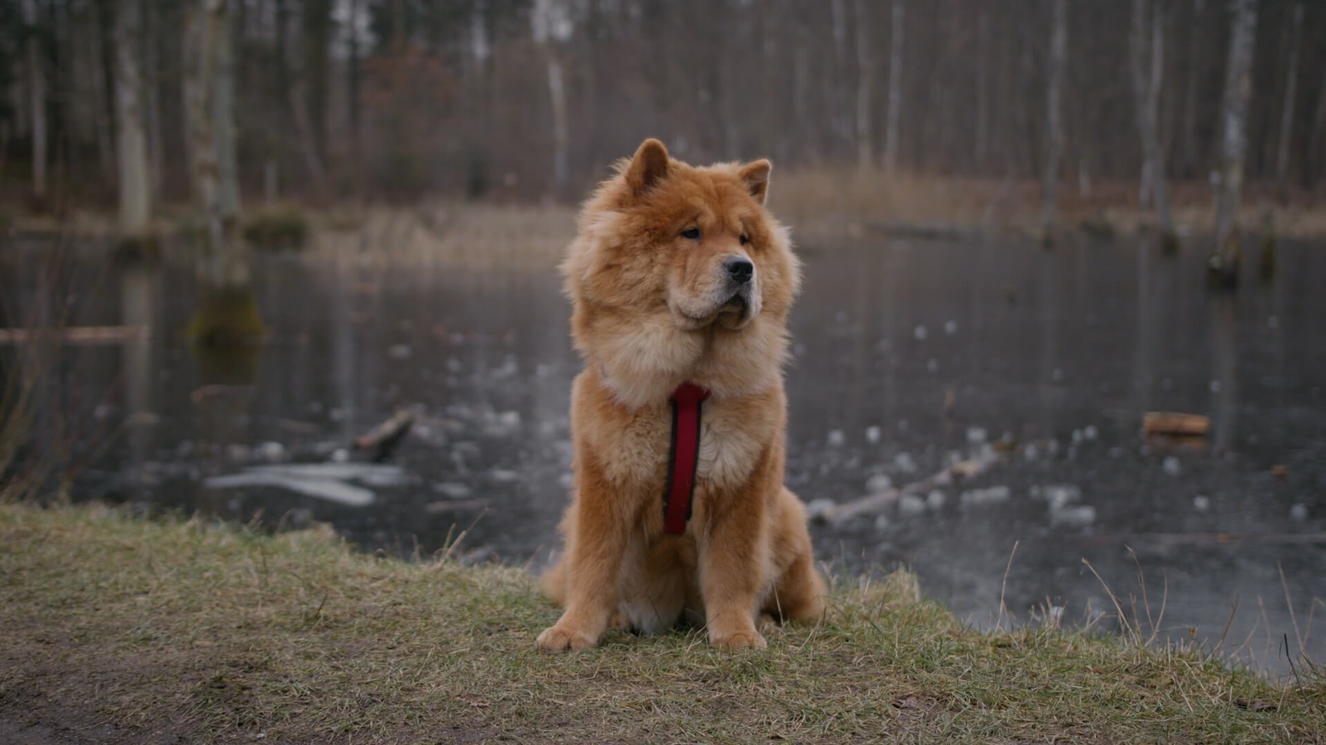 A Chow Chow dog sitting by the lake