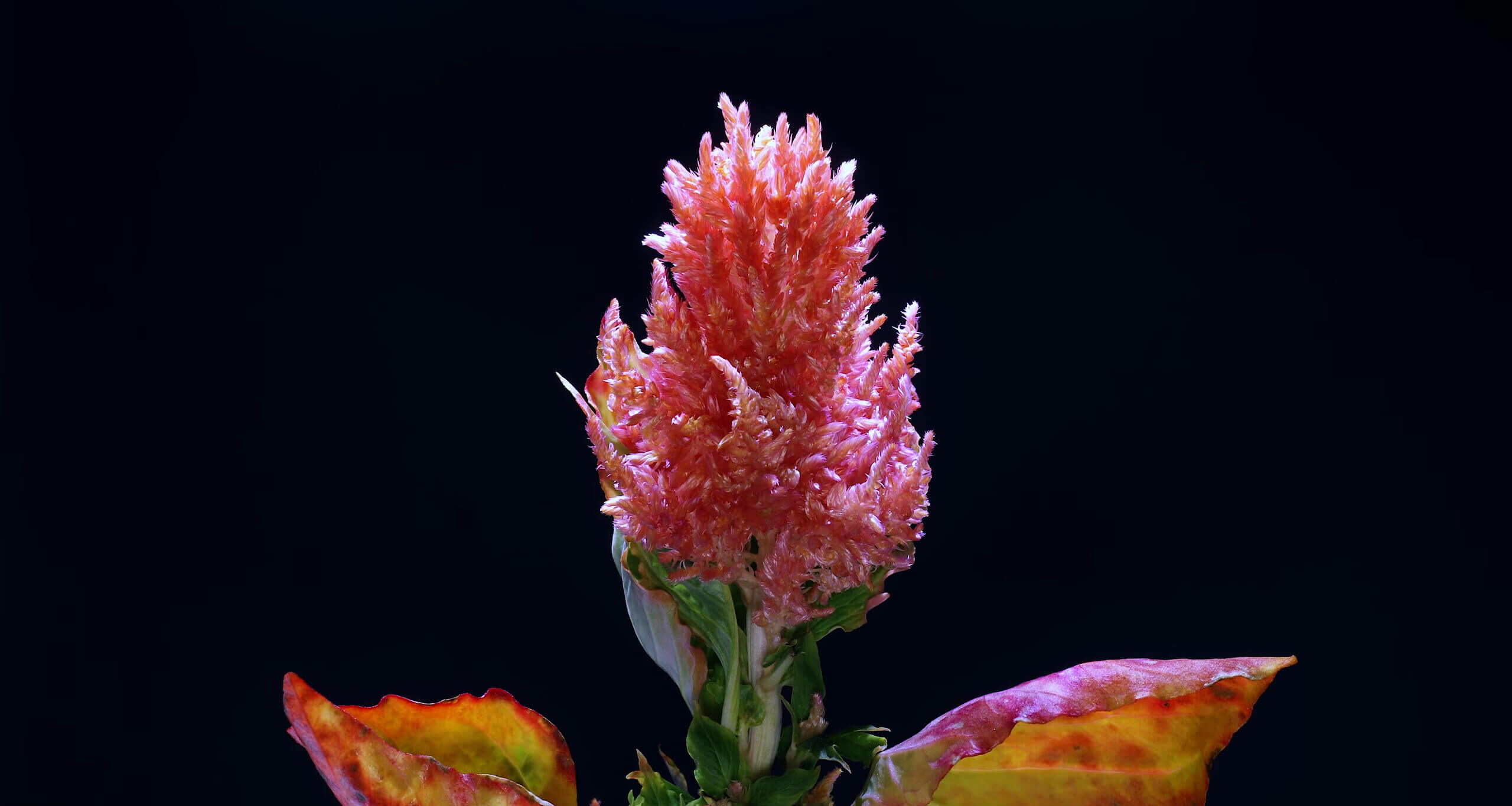 Cockscomb Flower