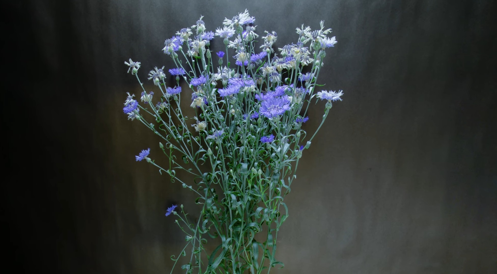 Cornflower Plant