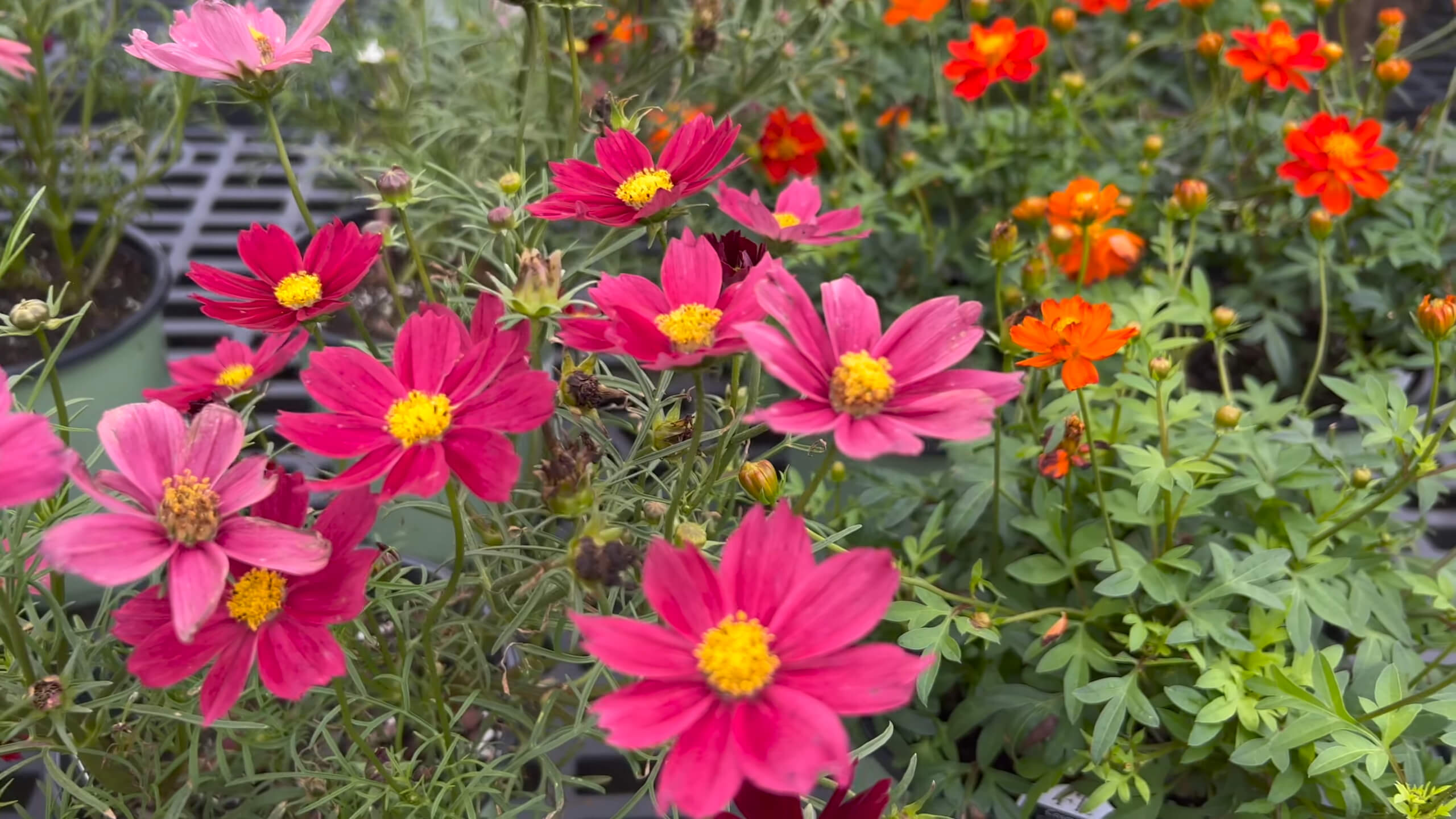 Cosmos flowers of various colors in the garden