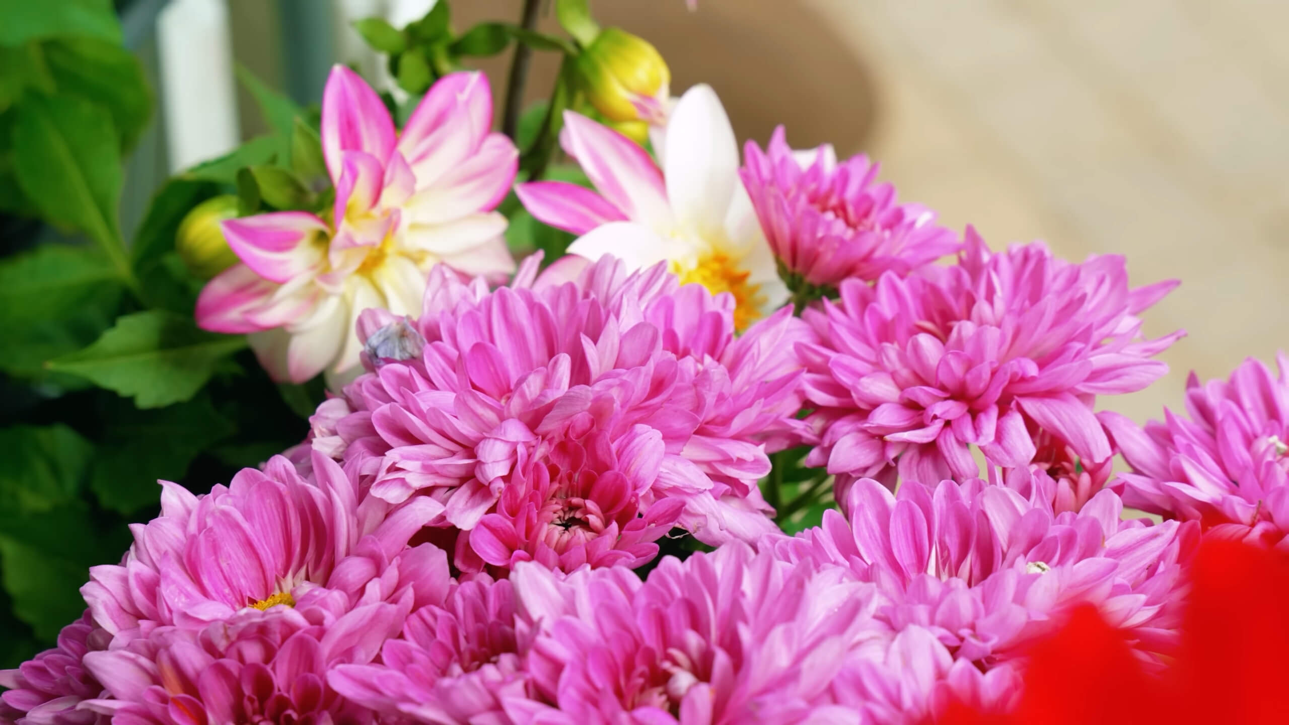 Pink Dahlia flowers in the garden