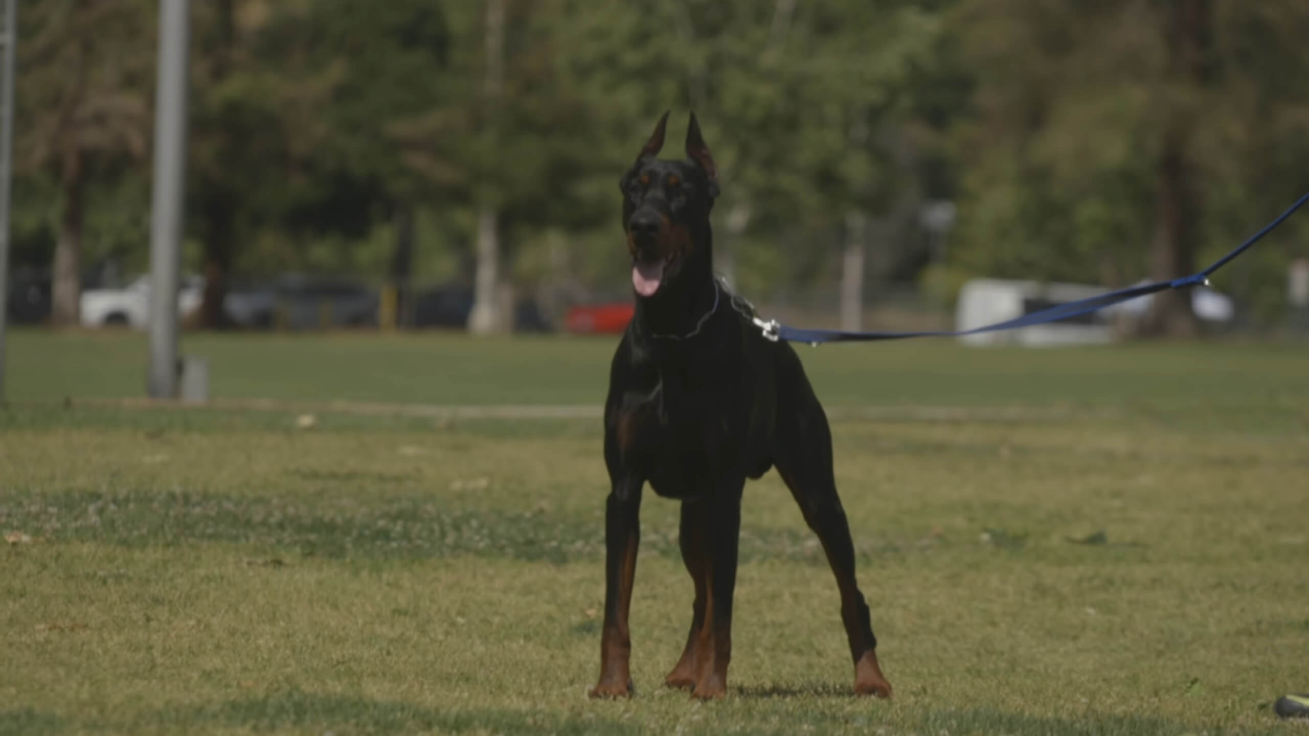 Doberman Pinscher, a breed known for its aggression