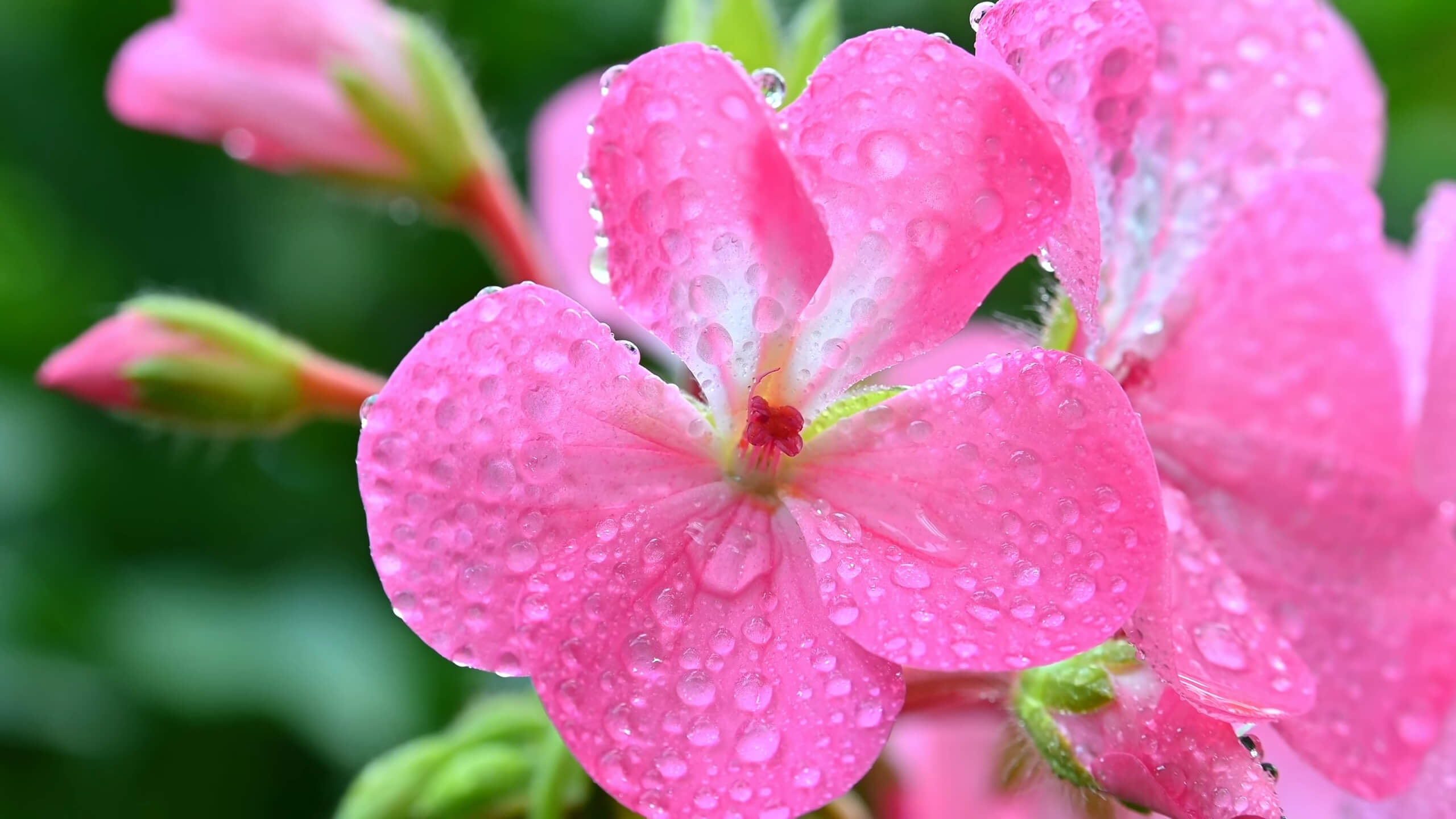 Geranium Blooms