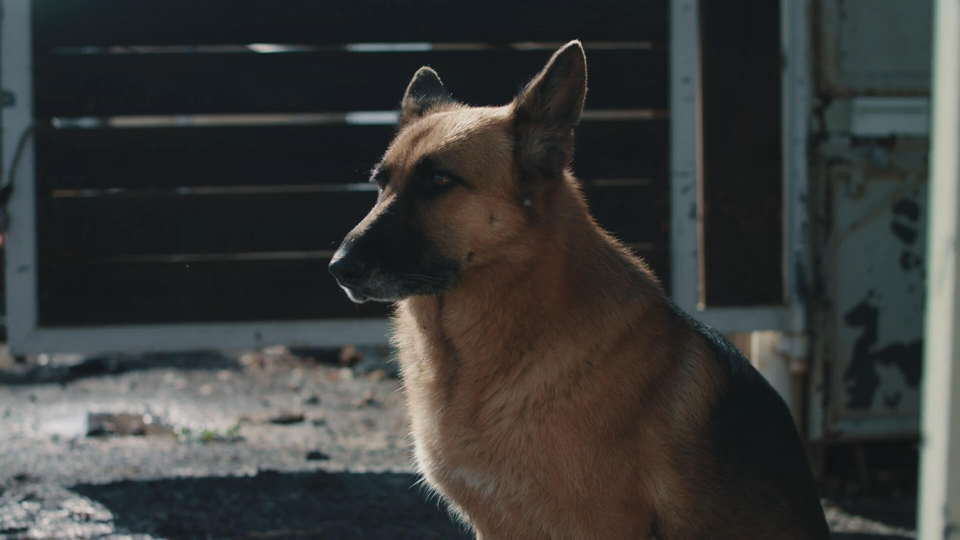 A German Shepherd sitting on the concrete in the yard