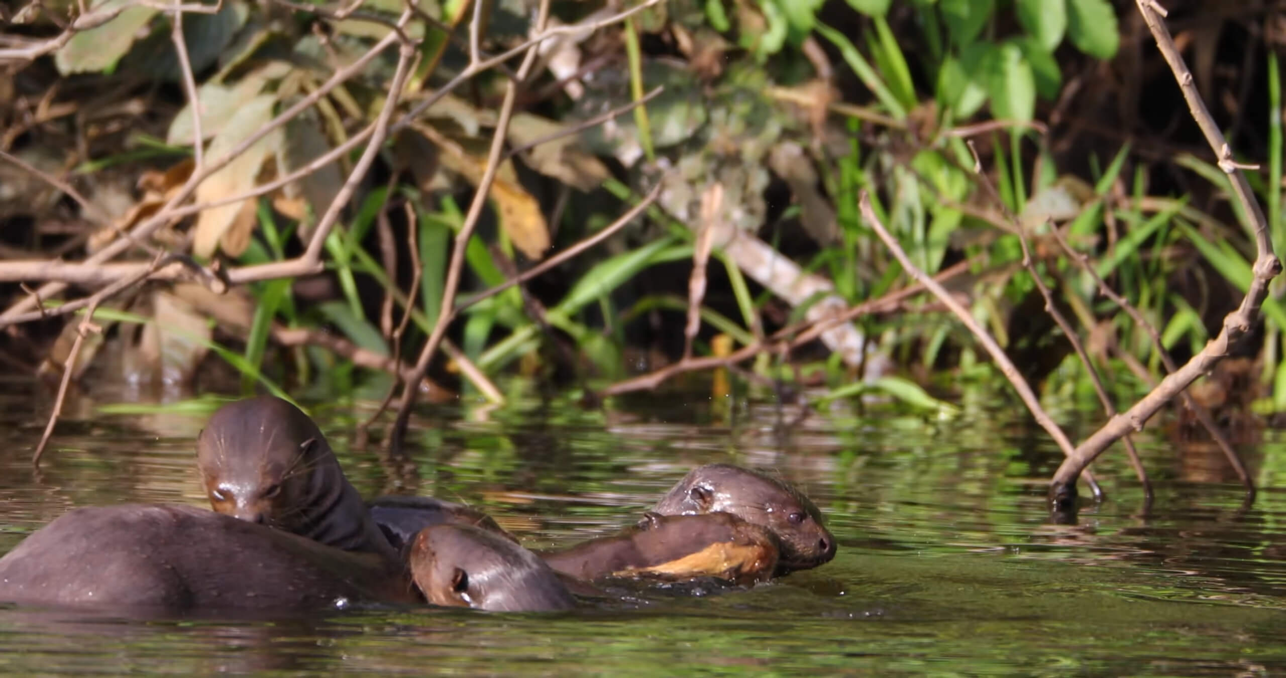 Giant otters in the river