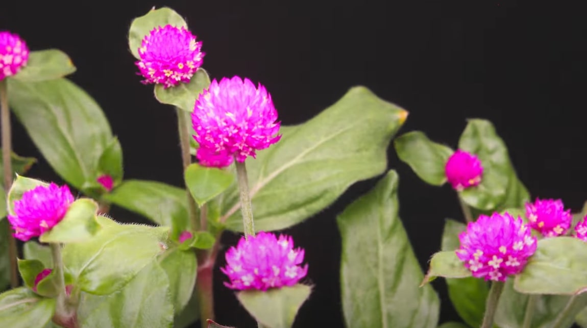 Globe Amaranth Flowers