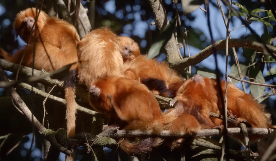 A troop of Golden Lion Tamarins on a tree