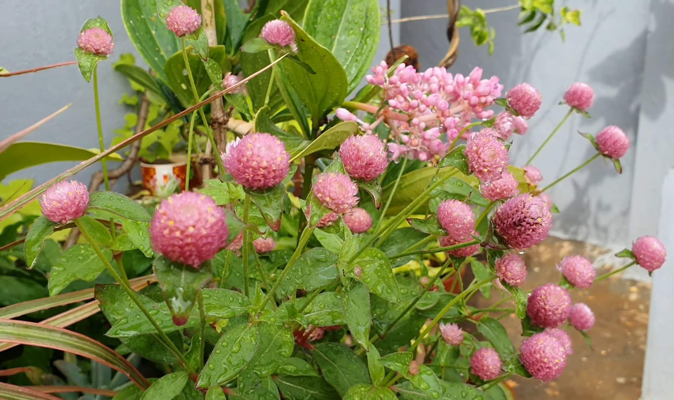 Pink Gomphrena Flowers