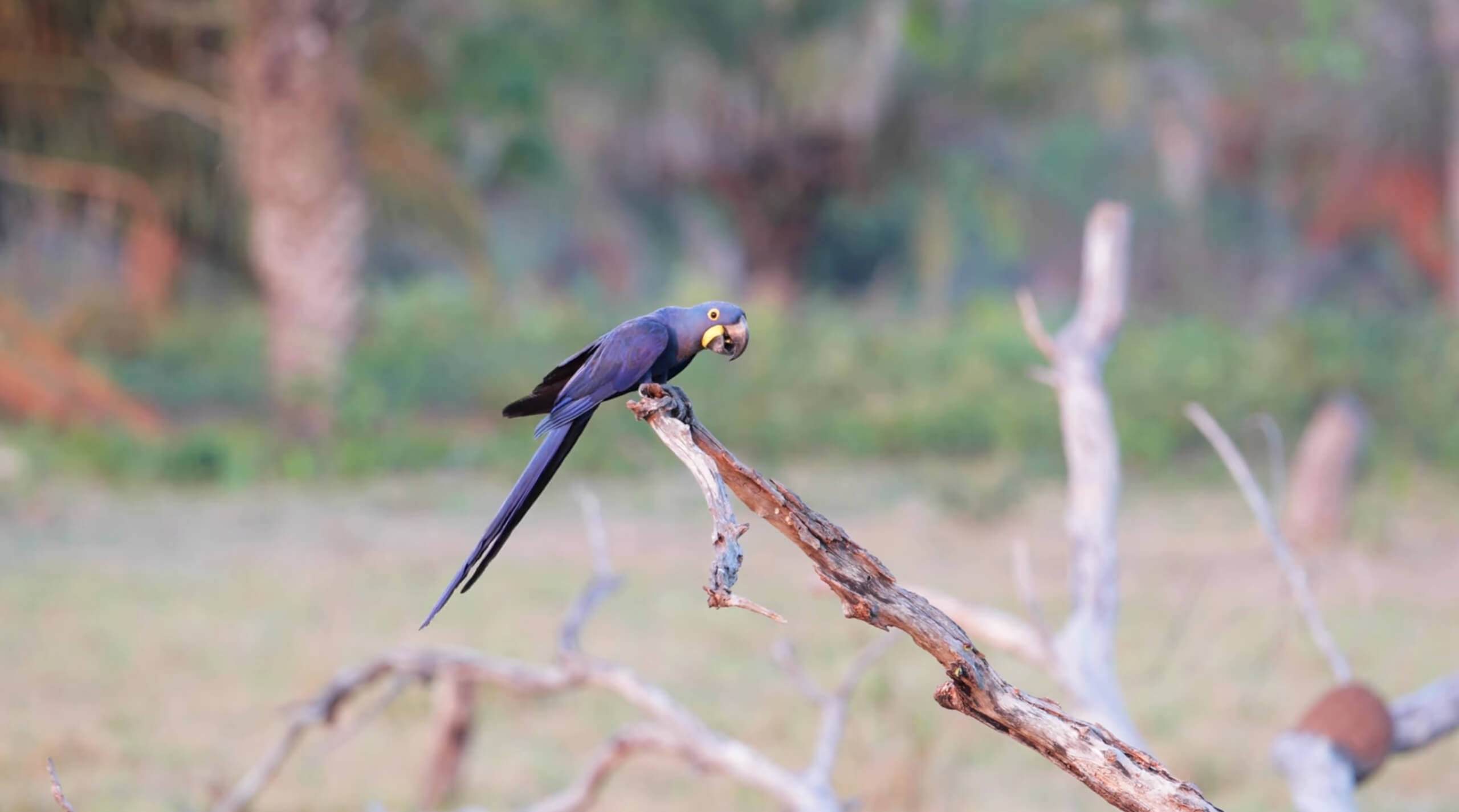 Parrot Specie Hyacinth Macaw on the tree