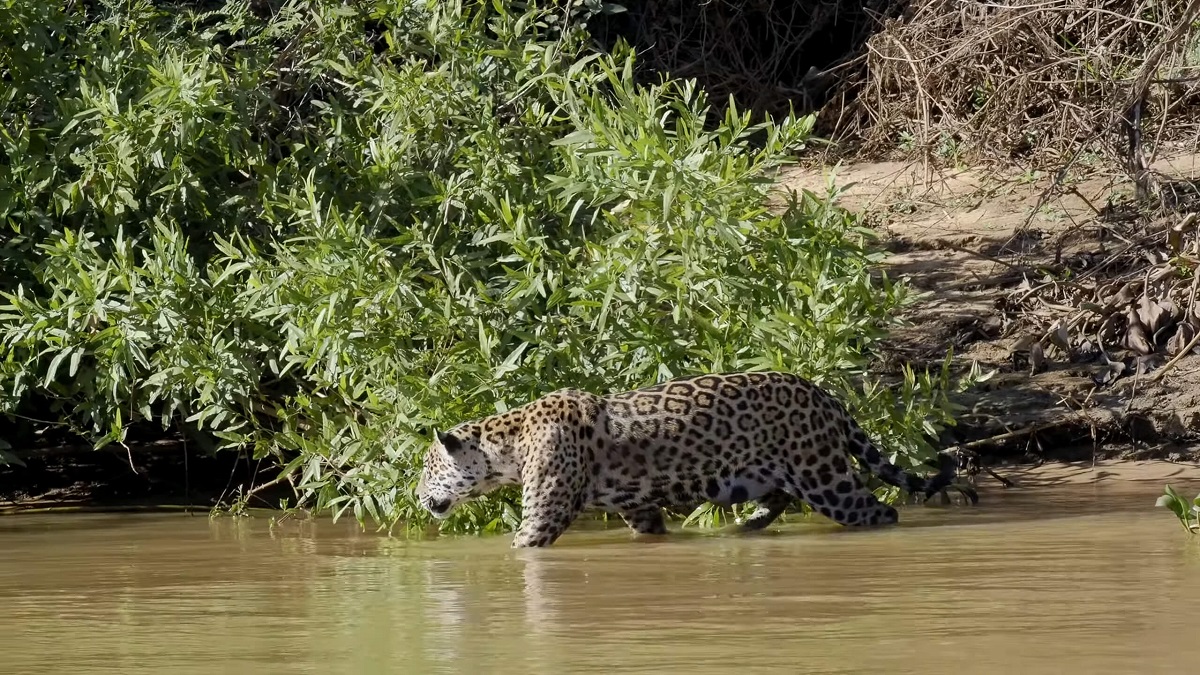 Boat ride through the Pantanal wetlands, highlighted by a stunning sighting of a jaguar