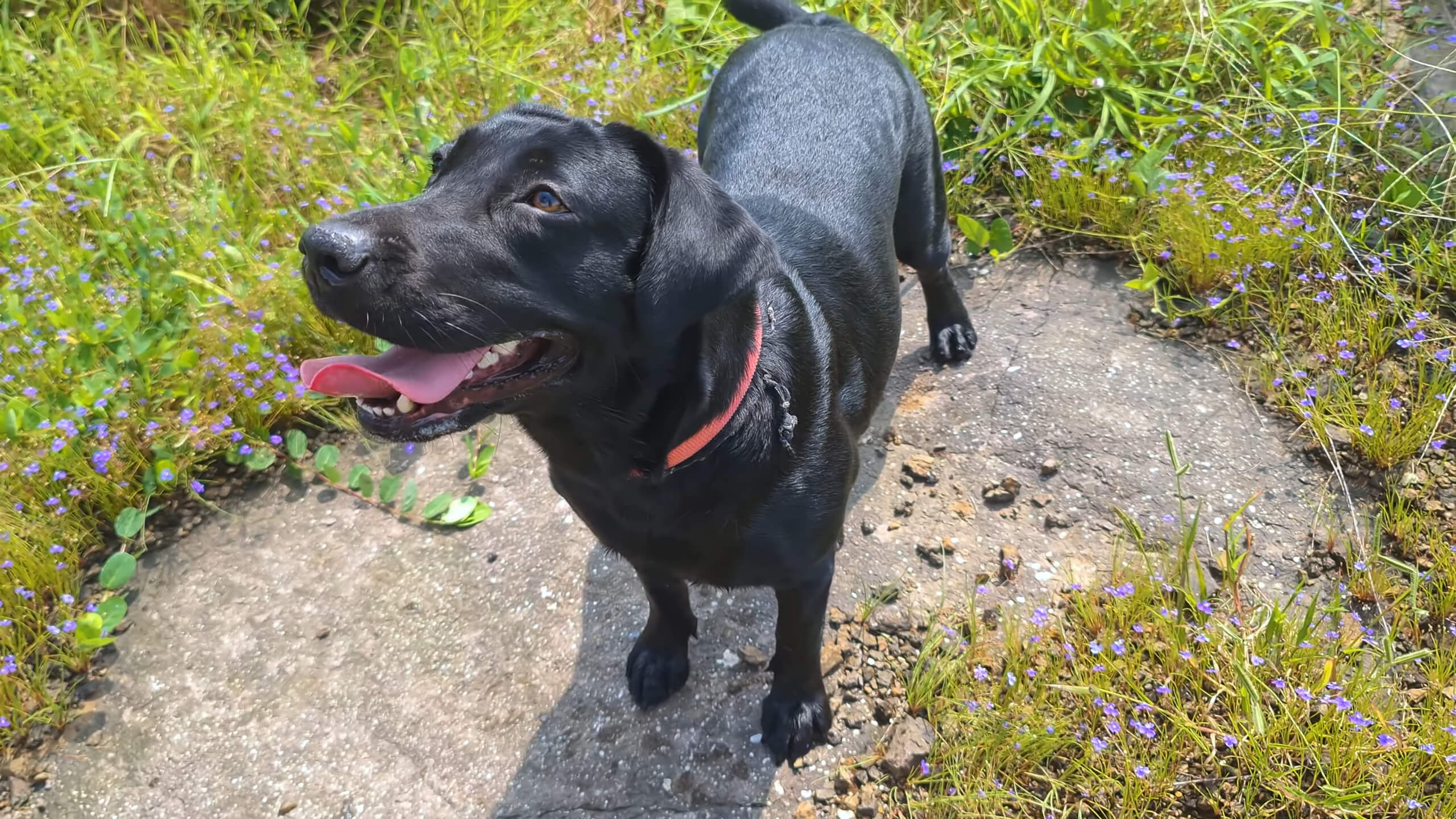 A chocolate Labrador Retriever looking at its owner