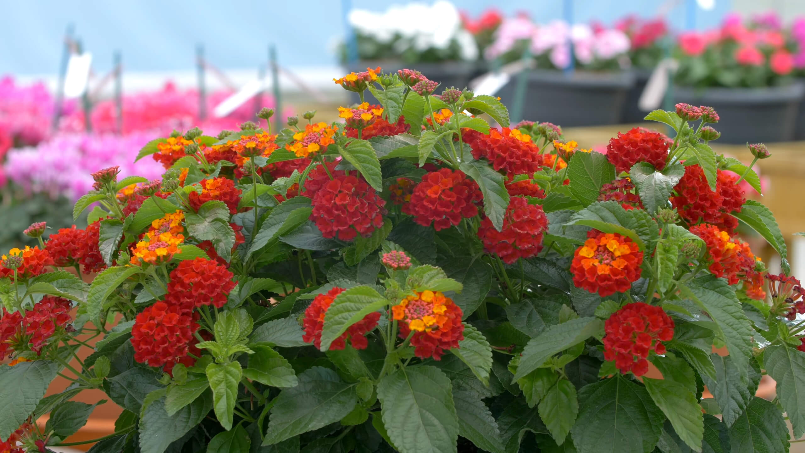 Lantana Bandana in Red Hot Color