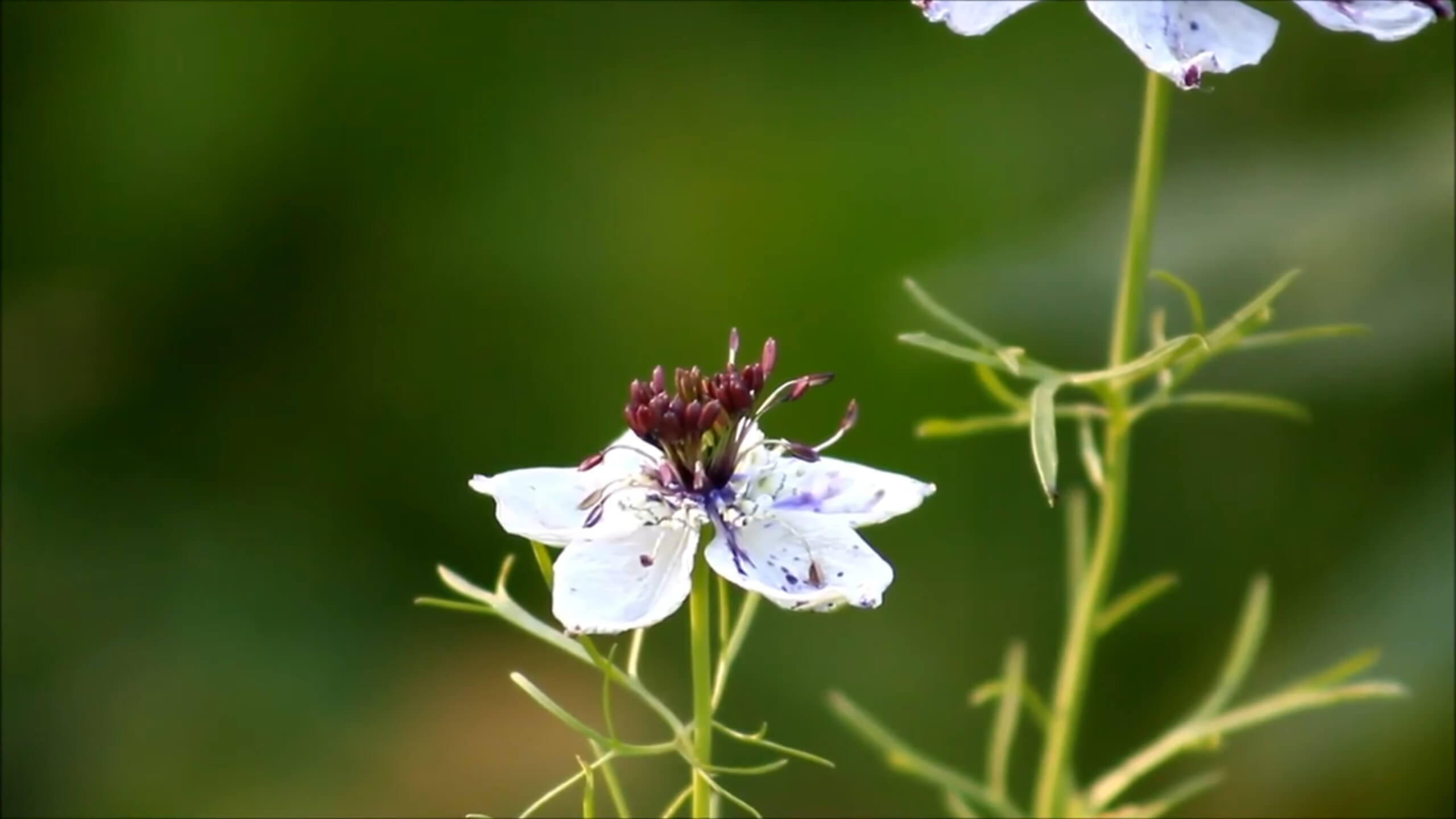 Love-in-a-Mist