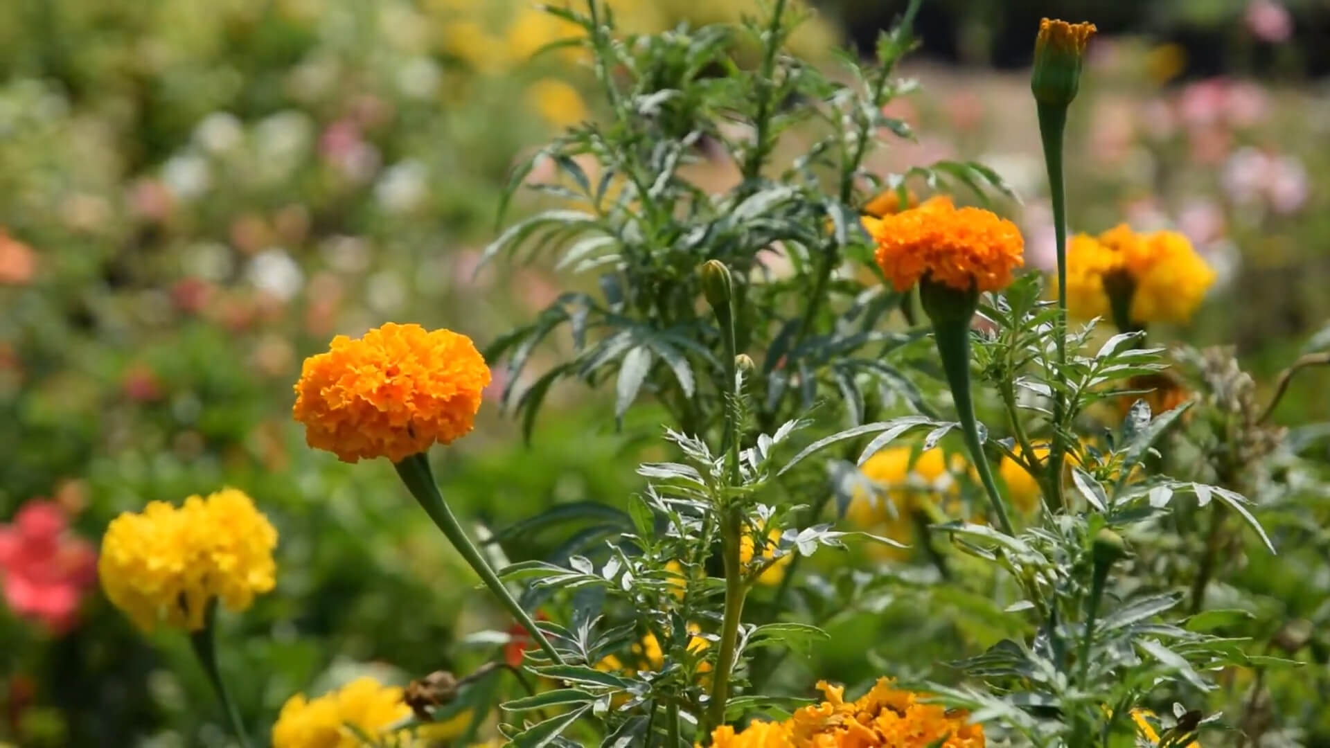 Marigolds in the Garden