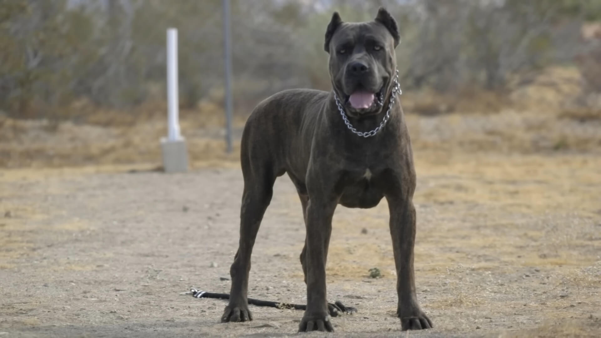 A Mastiff in a defensive stance