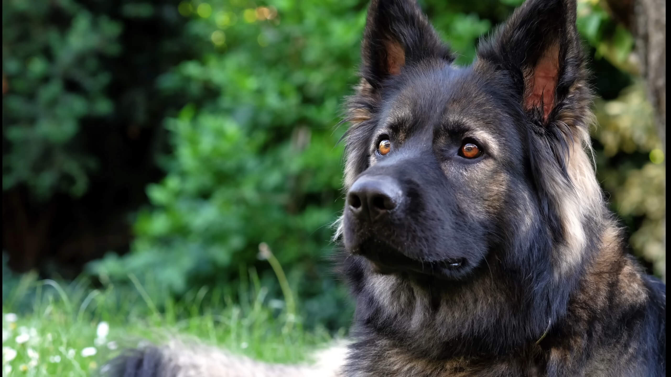 The German Shepherd is one of the most dangerous dog breeds by the number of bites