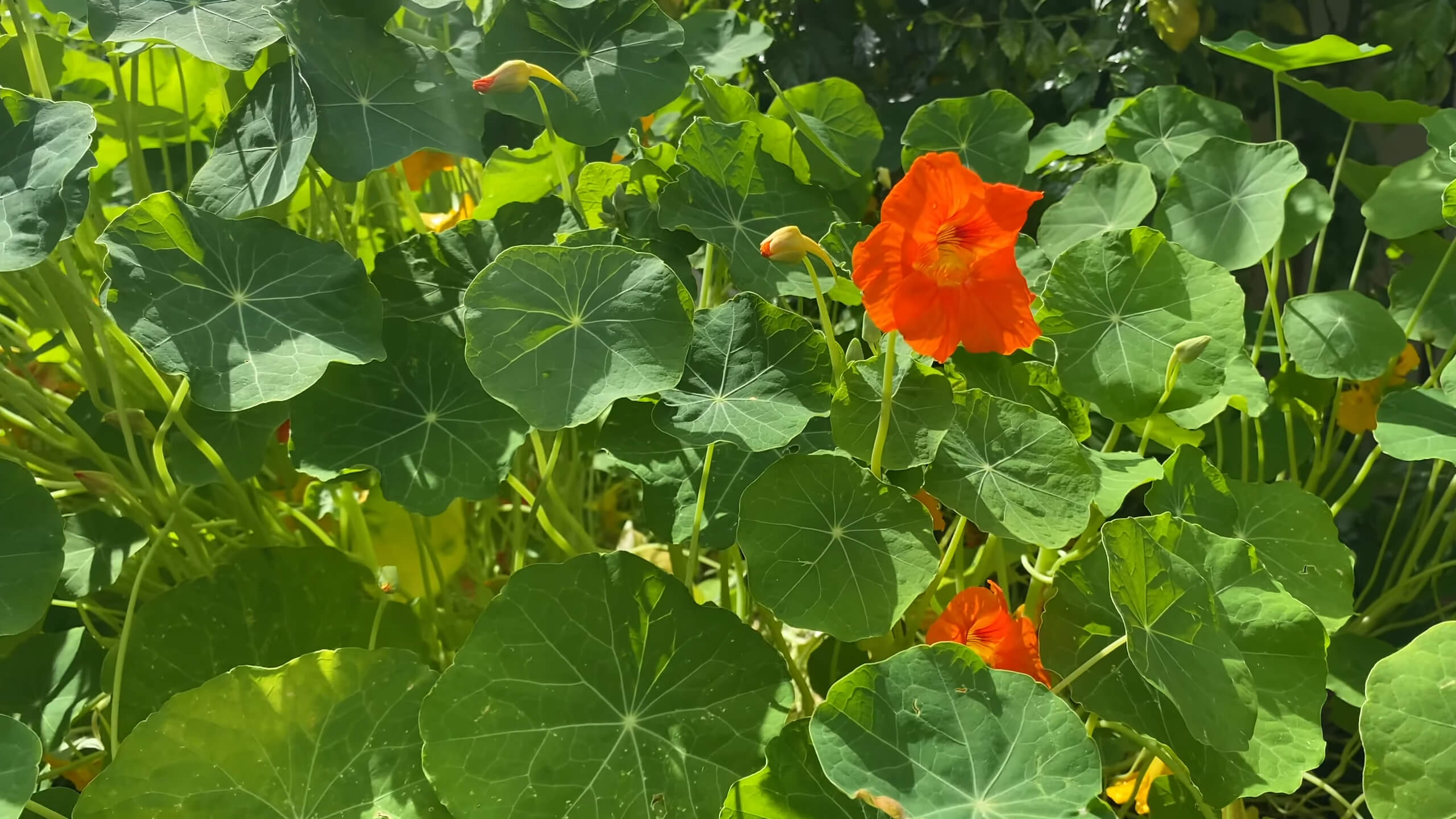 Orange Nasturtium Flowers in the Garden