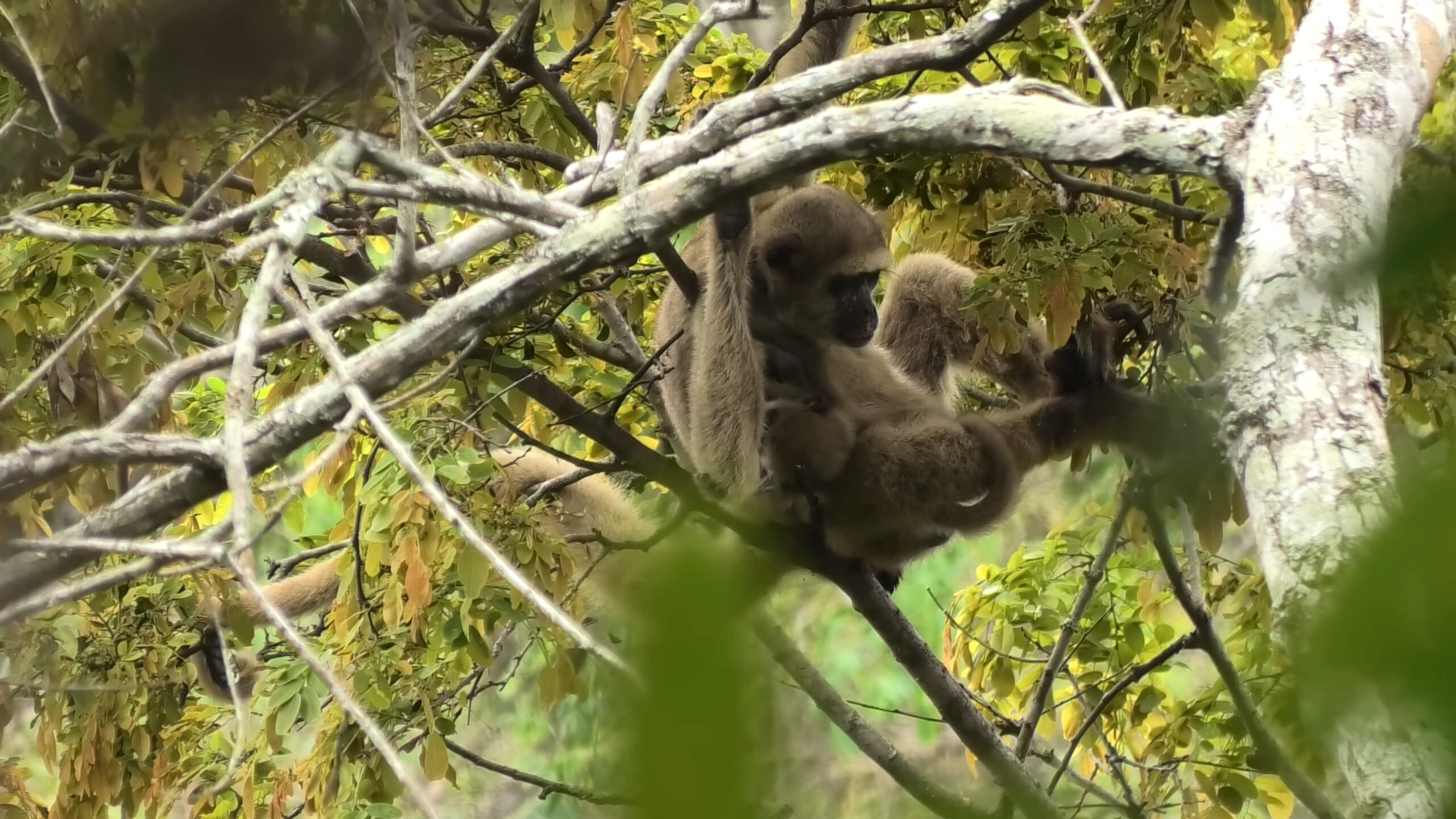 Primate Northern Muriqui with Baby