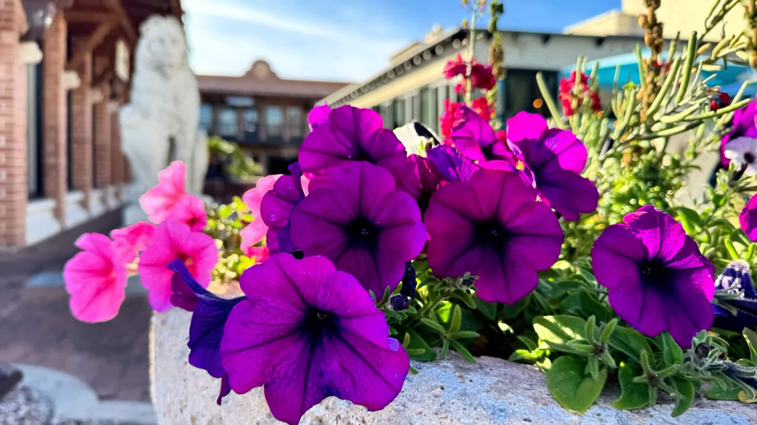 Purple petunia in a pot