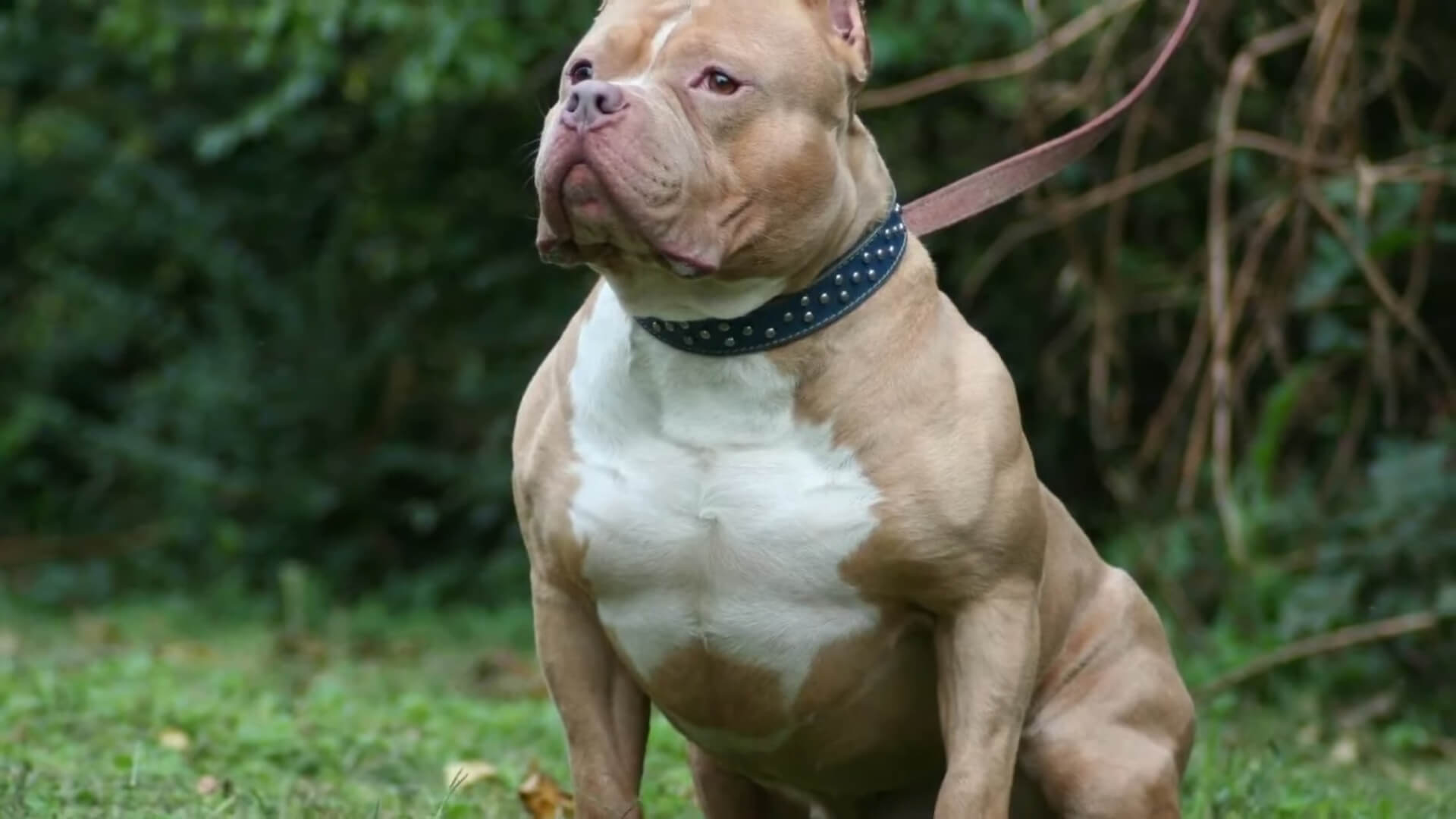 A Pit Bull sitting on the grass