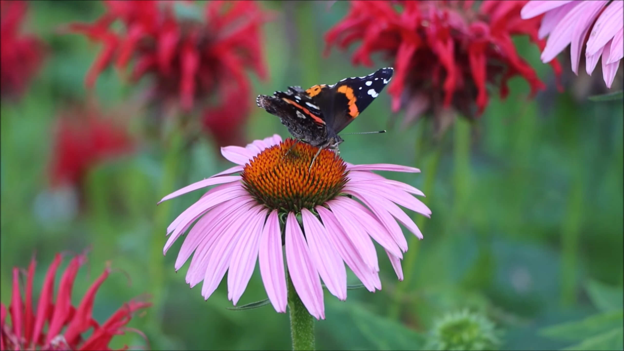 Purple coneflower with a butterfly on its bloom in the garden