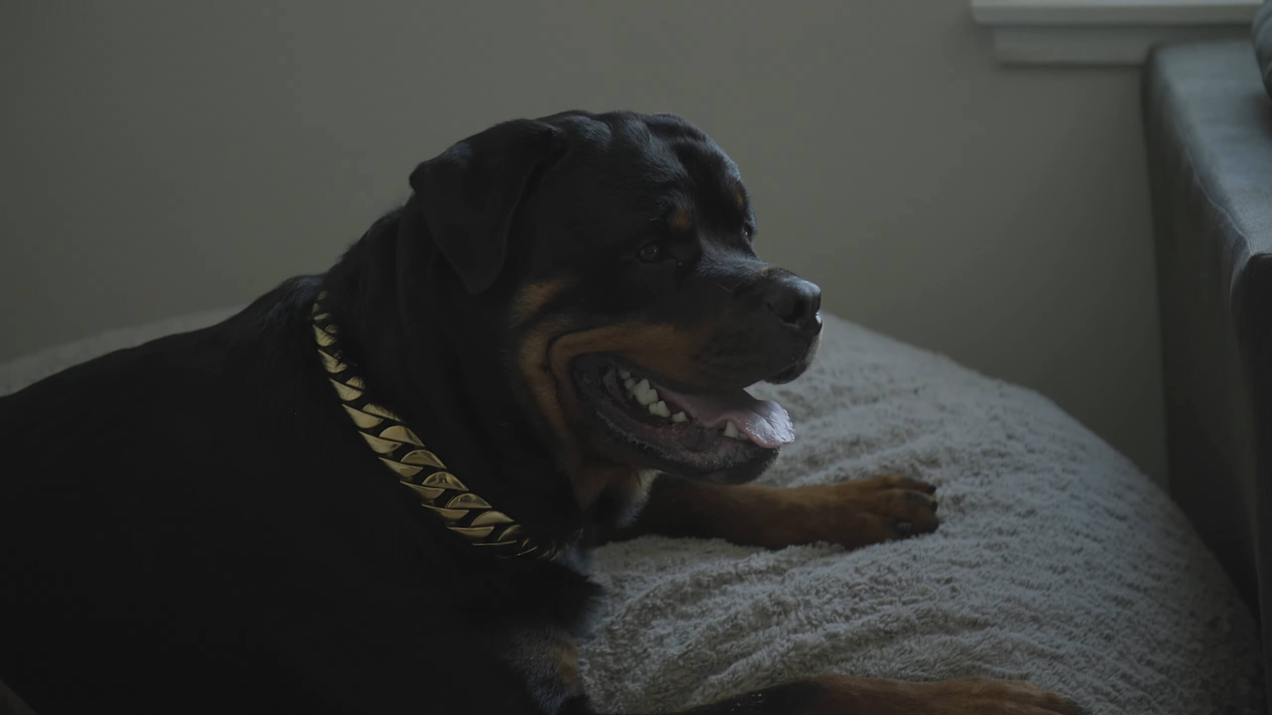 A Rottweiler lying on its bed in the house