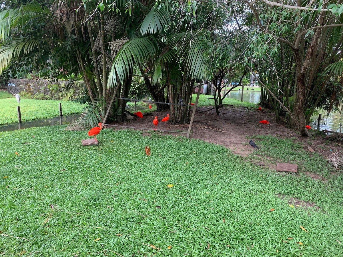 Scarlet Ibis at the Mangal das Garças