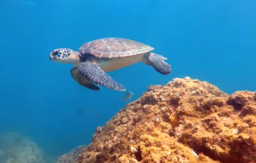 A turtle photographed while scuba diving in Búzios