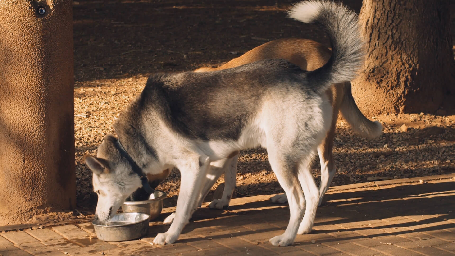 A Siberian Husky drinking water after a walk