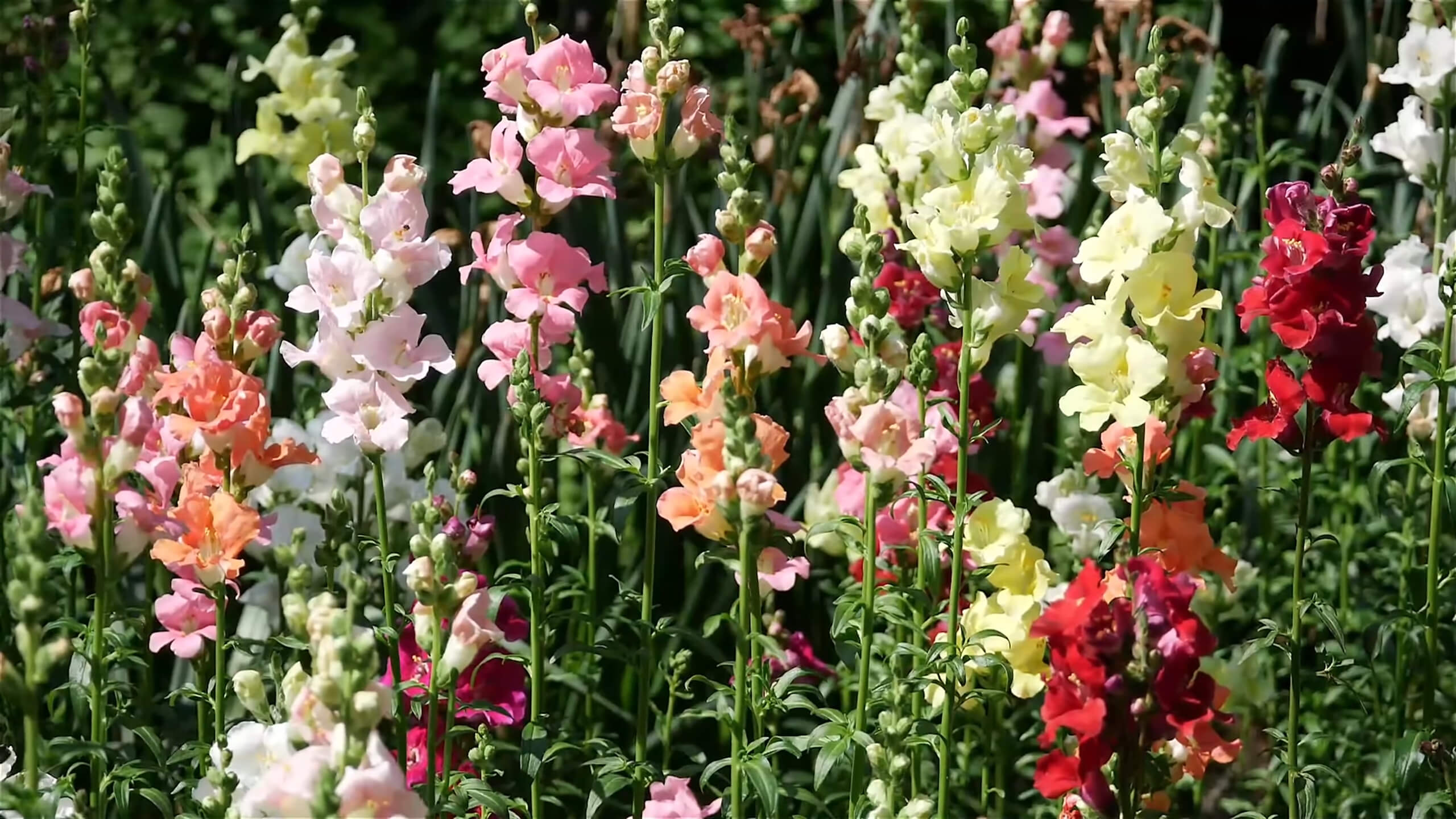 Snapdragons Flowers in the Garden