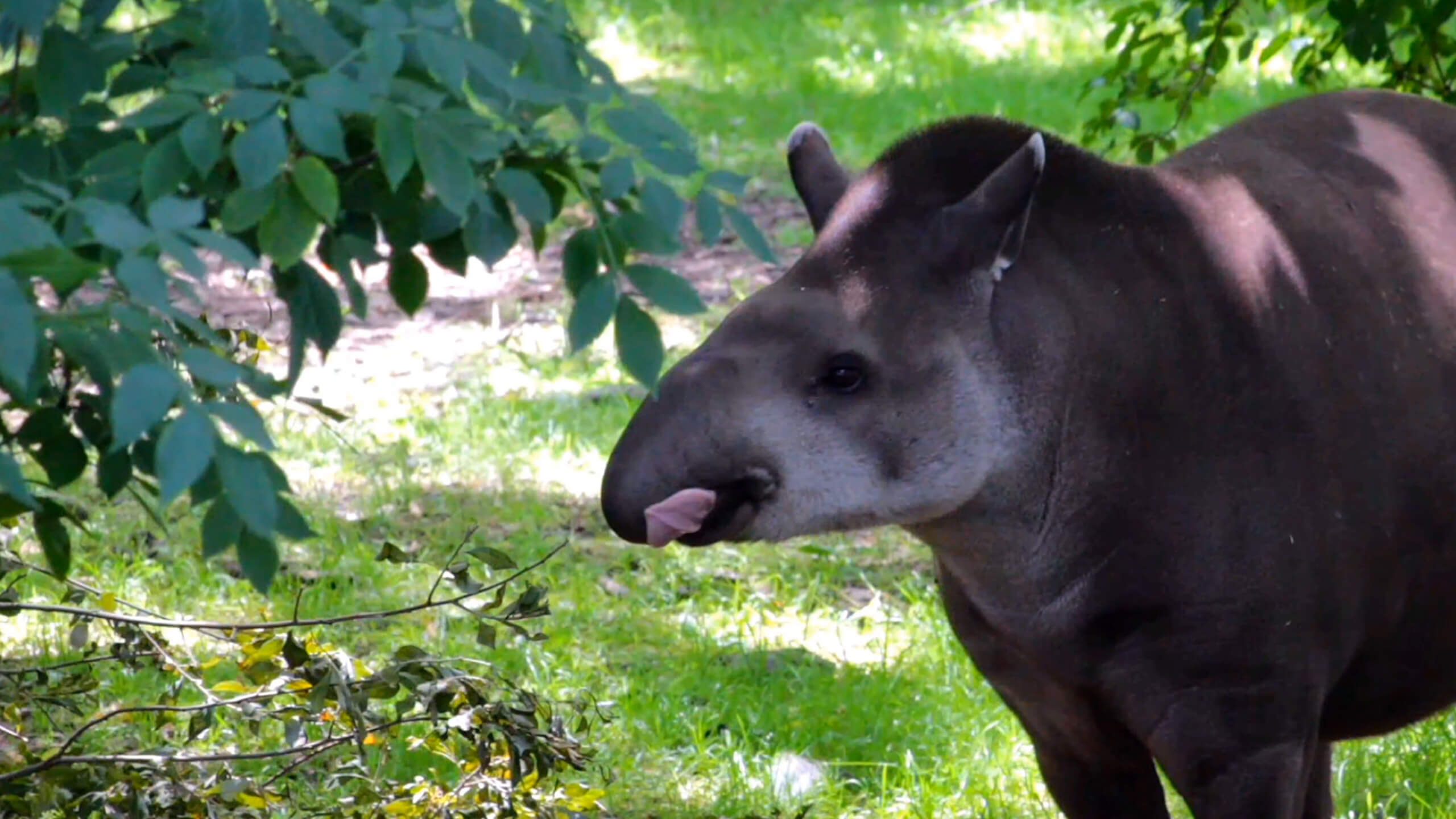 South American Tapir