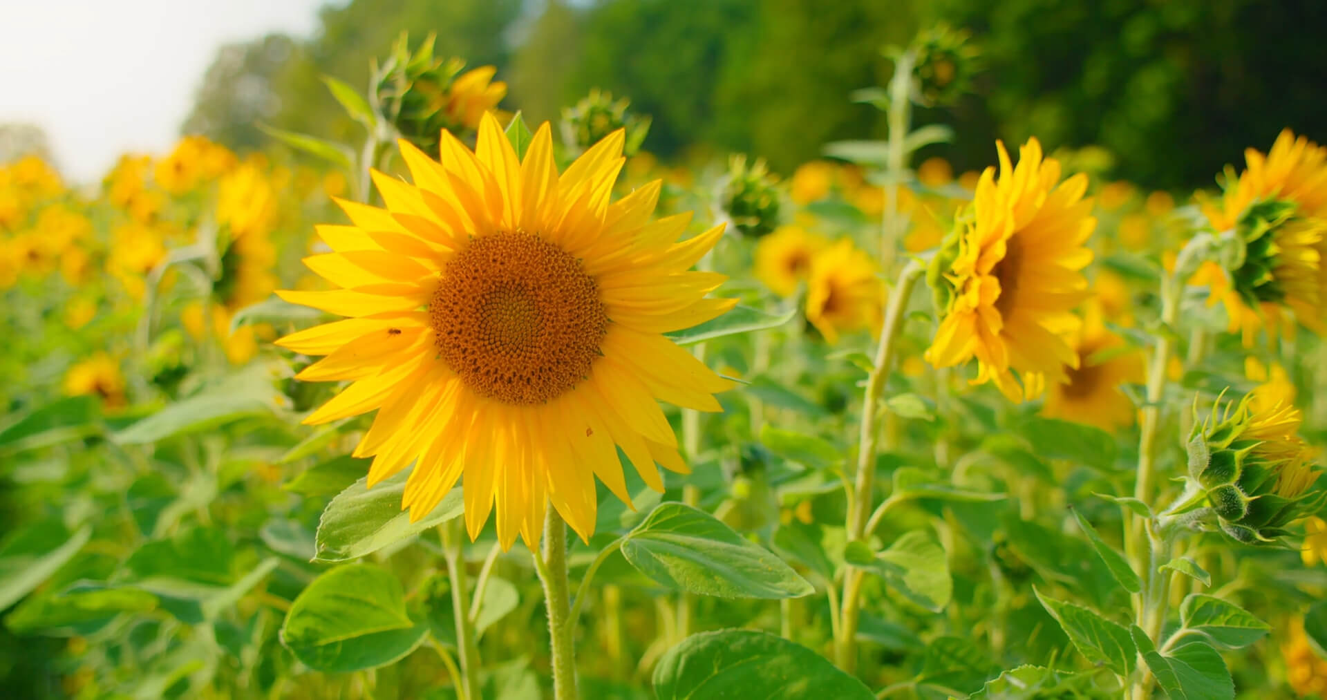 A field of sunflowers