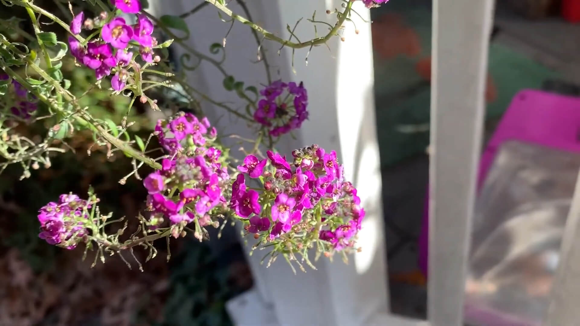 Sweet Alyssum Flowers