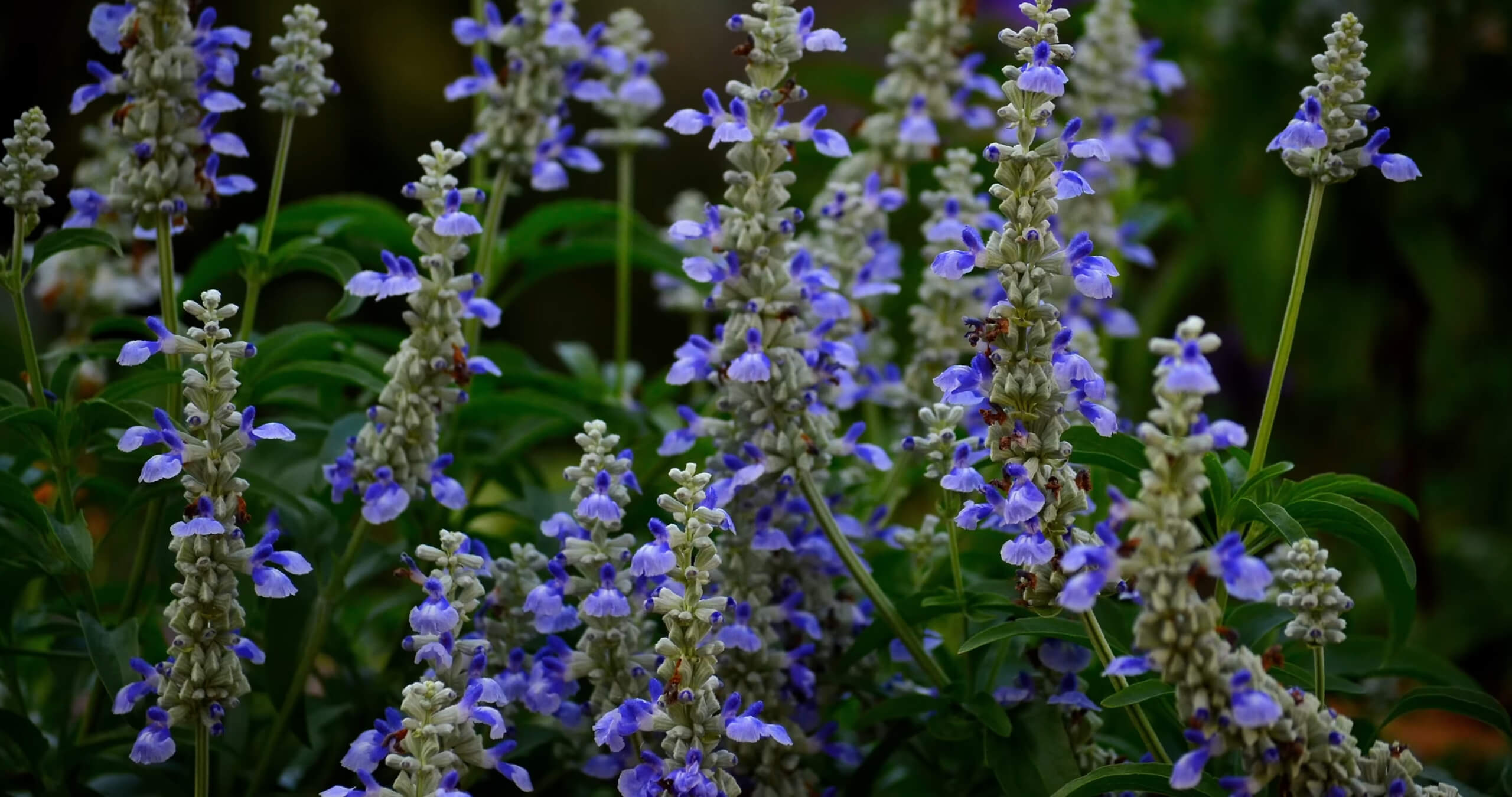 The Purple Salvia Flower