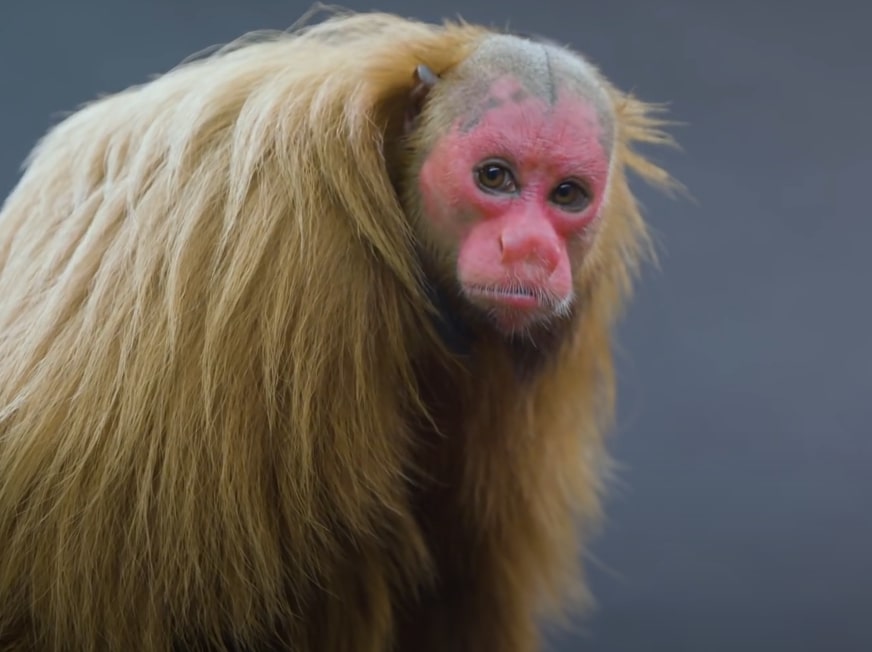 Red face and bald head uakari monkey in Brazilian Rainforest