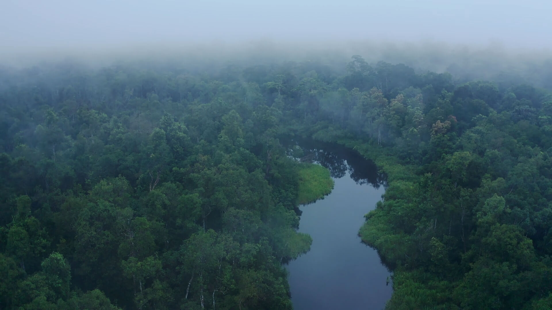 Foggy and Rainy Weather in Amazon Rainforest