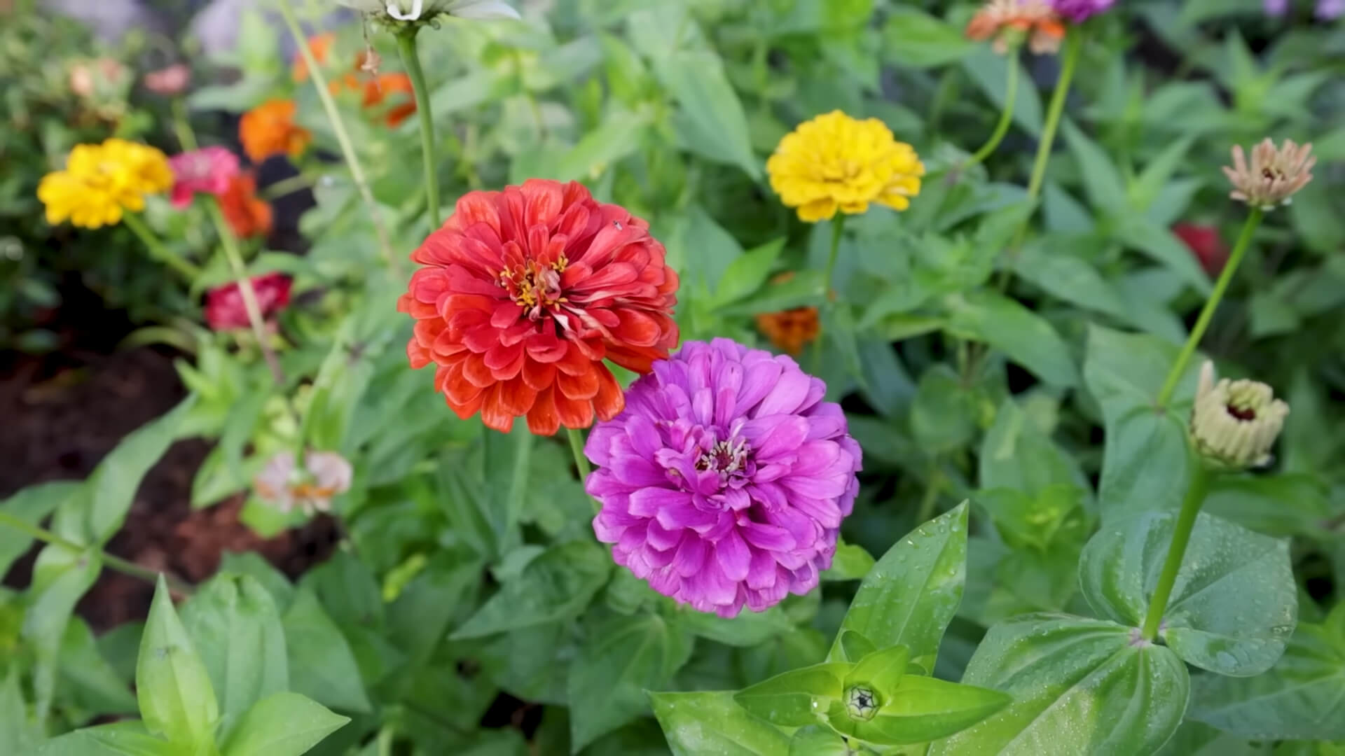 Zinnias Annual Flower