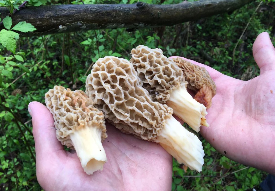 Can You Freeze Morel Mushrooms