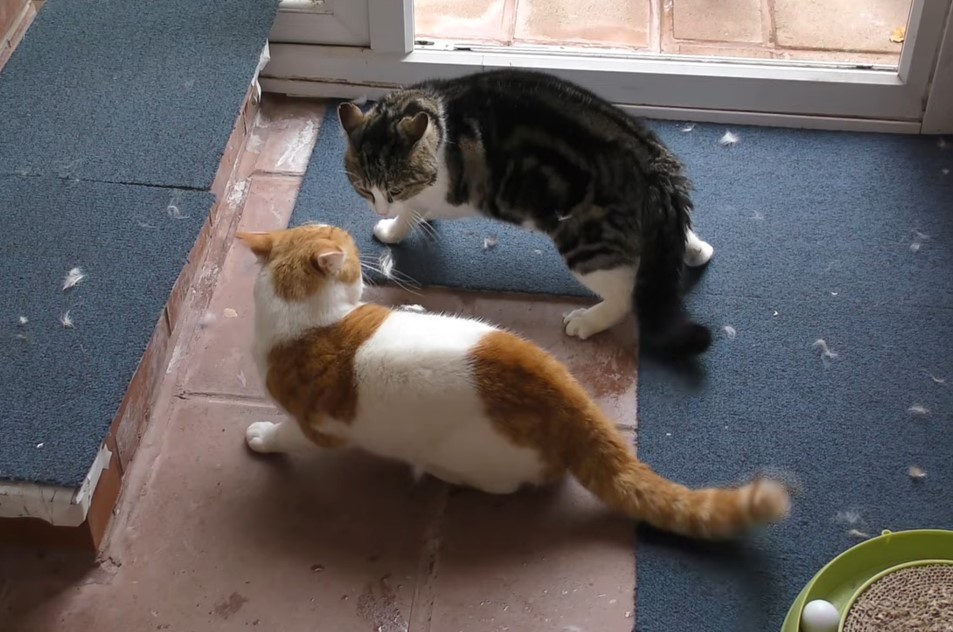 Cat vs. Cat Fighting