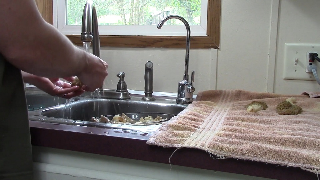 Washing morel mushrooms under the faucet