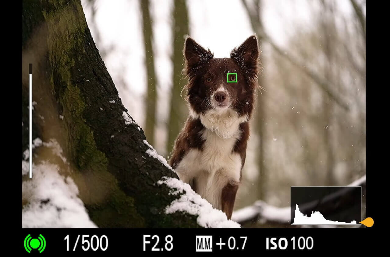 A camera focused on a dog in a snowy forest