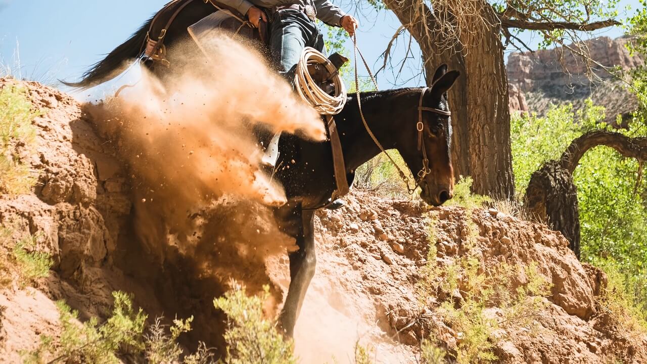 A mule navigating a steep, dusty slope in a rugged outdoor setting