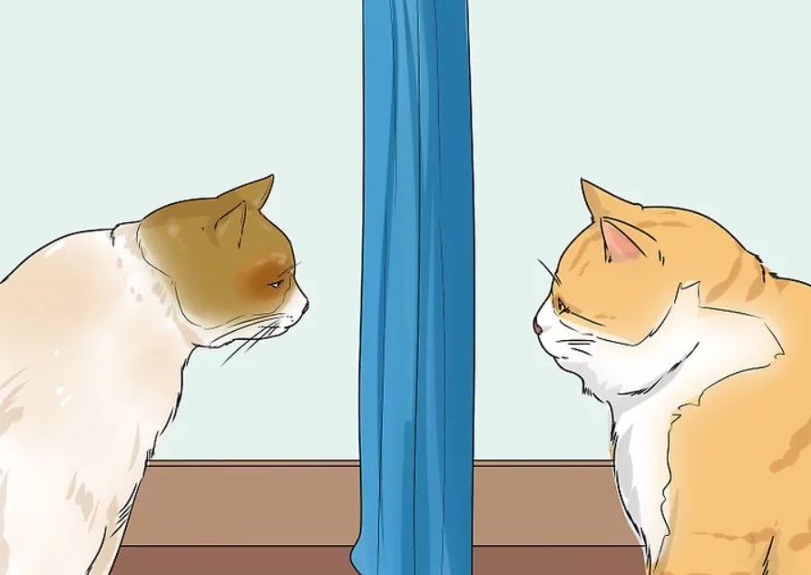 Place a barrier between cats/Prinstcreen|WikiHow